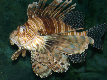 Animal