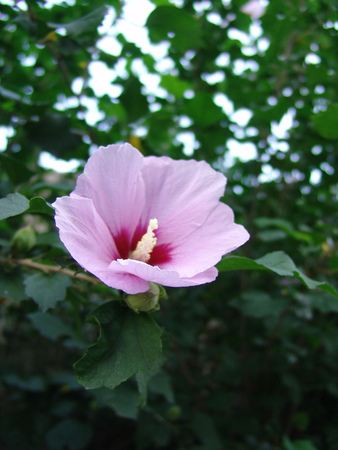 Hibiscusの写真素材