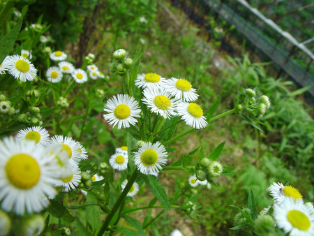 Flower Bed