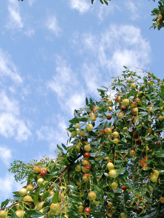 Natureの写真素材
