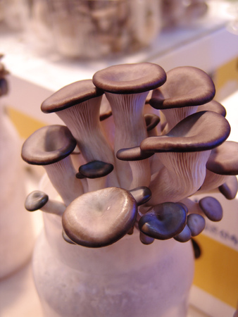 Natureの写真素材