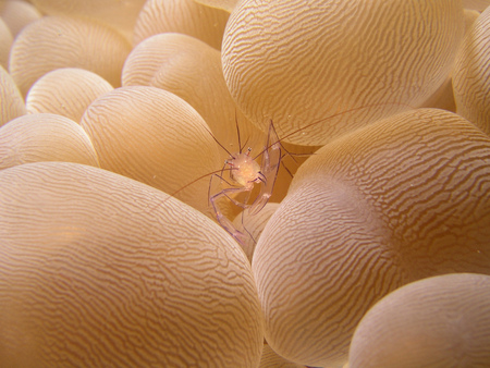 Animalの写真素材