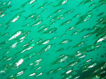 Animalの写真素材