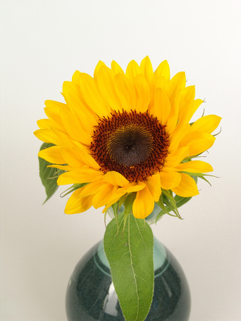 Sunflowerの写真素材