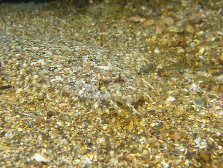 Animalの写真素材