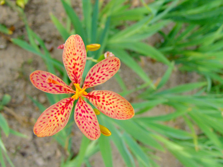 Flowerの写真素材