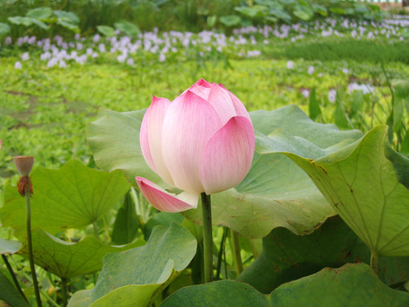 Natureの写真素材