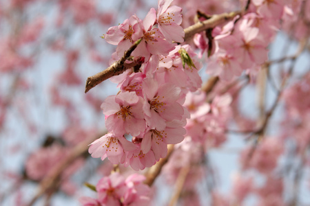 Cherry Blossomの写真素材