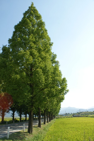 Scenicsの写真素材