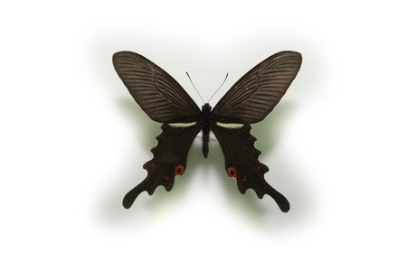 Animalの写真素材