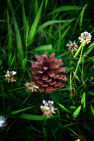 Pine Cone
