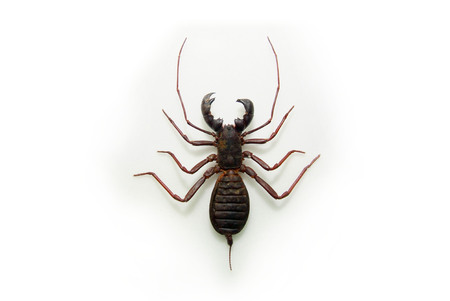 Animal