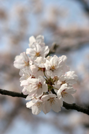 Cherry Blossomの写真素材