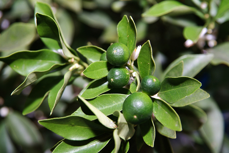 Natureの写真素材