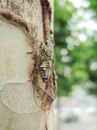 Cicada