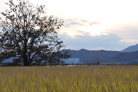 Scenics