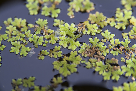 Plantの写真素材