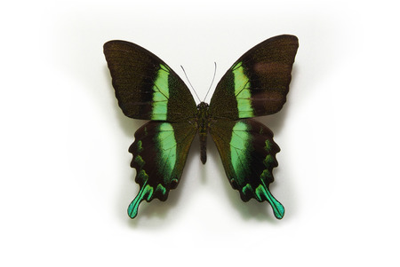 Animalの写真素材