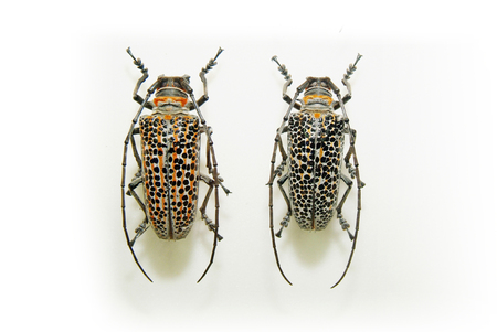 Animalの写真素材