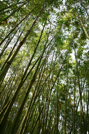 Bambooの写真素材