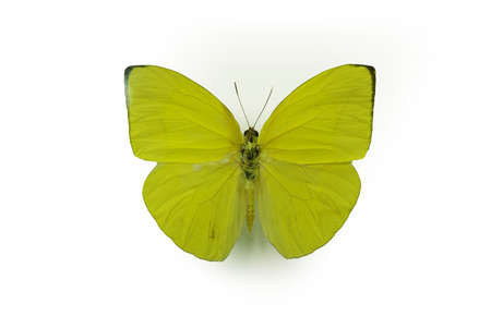 Animalの写真素材