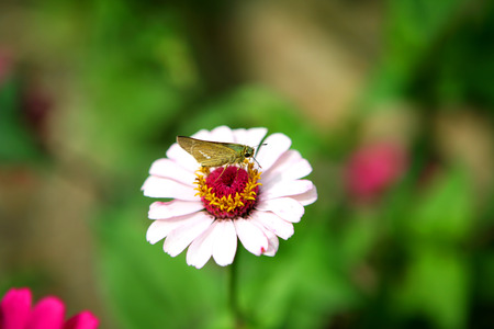 Flowerの写真素材