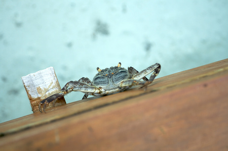 Crabの写真素材