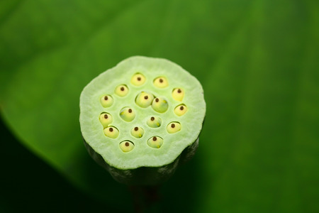 Lotus Rootの写真素材