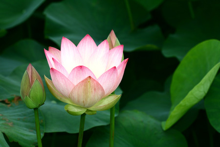 Flowerの写真素材