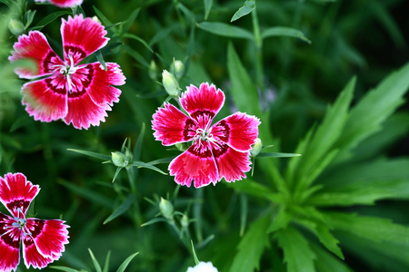 Flowerの写真素材