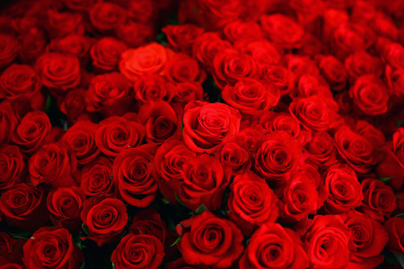 Roseの写真素材