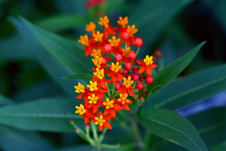 Flowerの写真素材