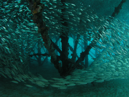 Animalの写真素材