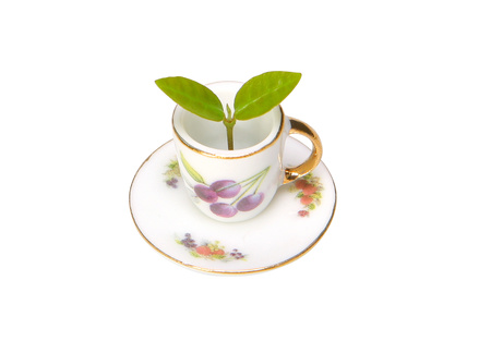 Tea Cupの写真素材