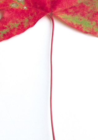 Maple Leafの写真素材