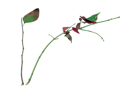 Natureの写真素材