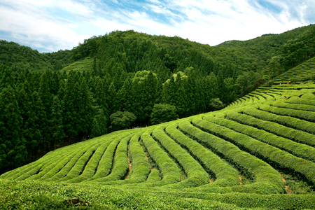 Natureの写真素材