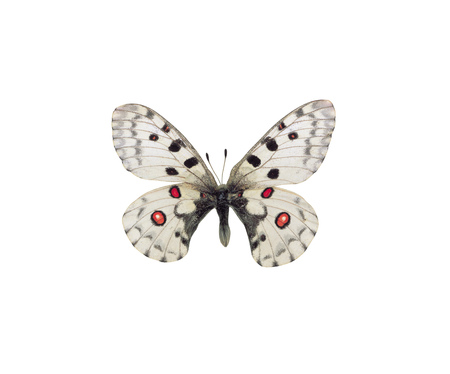 butterflyの写真素材