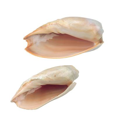 Conch shellの写真素材