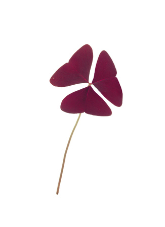 Clover Leaf