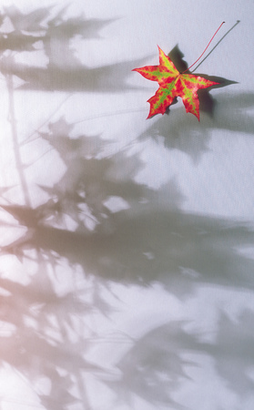 Natureの写真素材