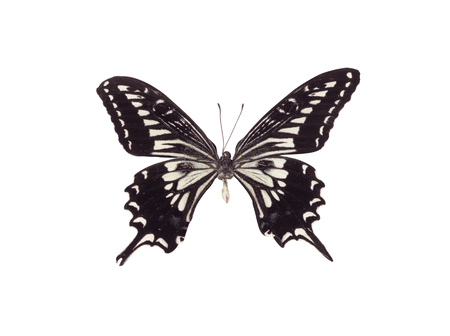 butterflyの写真素材