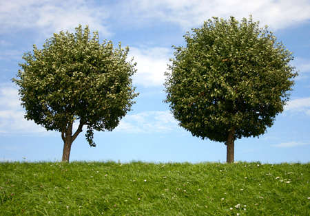 two round trees on grassland hillの写真素材