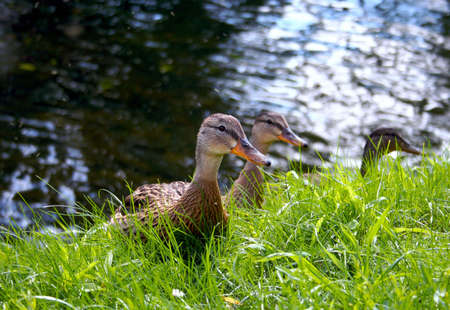 some ducks in a grass near riverの写真素材