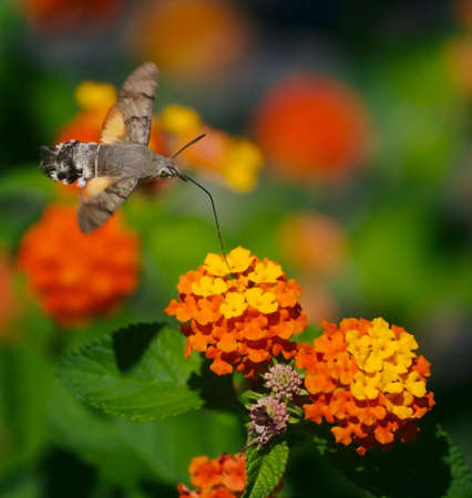 Moth eats nectar from the flowersの写真素材