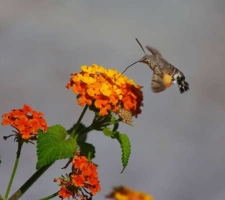 Moth eats nectar from the flowersの写真素材