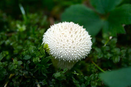 scary looking spiky fuzz-ball mushroomの写真素材