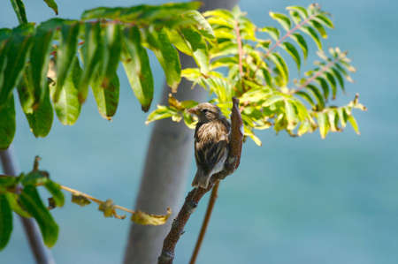 Female sparrow sits on tree branchの写真素材