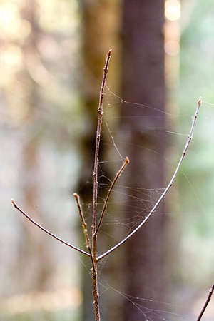 Tree branch with spider web