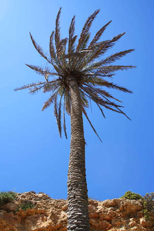 A palm tree under a heavy sun light.の写真素材